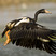 Magpie Goose